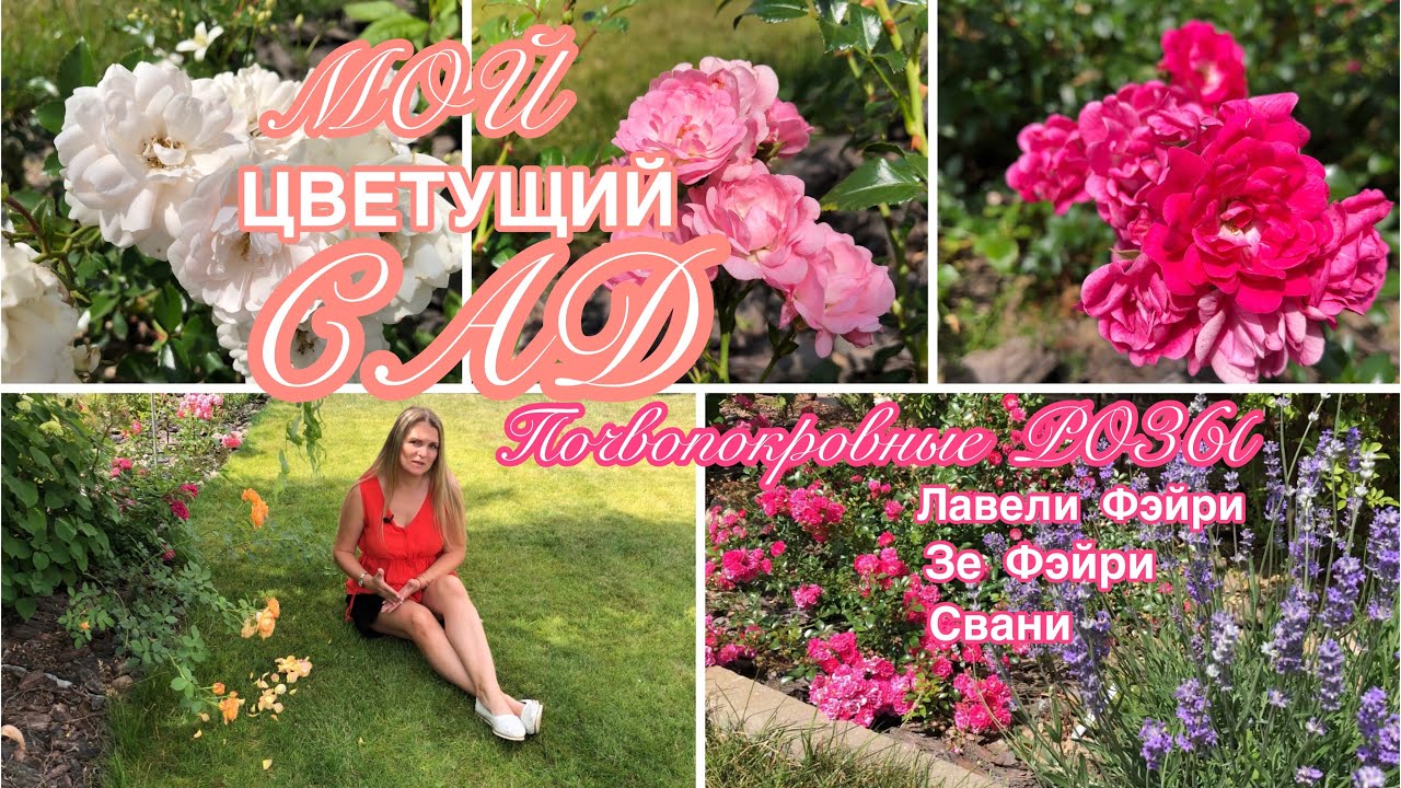 САД ЦВЕТЁТ ? Розы, которые не показываю с маленьким кустом ? роза Баяццо оживает ? Хайди Клум смотреть онлайн