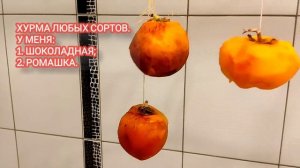 Вяленая хурма в домашних условиях! ???