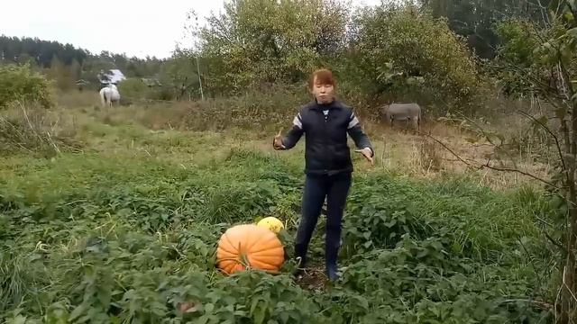 О пользе конского навоза смотреть онлайн