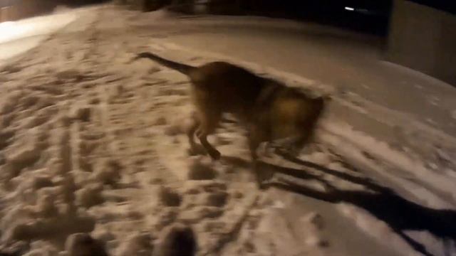 КАК МЕНЯ СОБАЧКА КАТАЕТ НА САНКАХ/ Витя Уланов