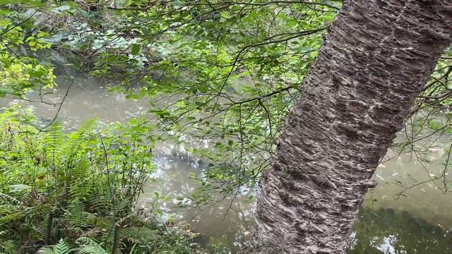 Soft piano + soft running water ☁ Healing music, take a break смотреть онлайн