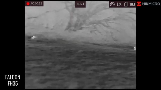 HIKMICRO Falcon FH35 35mm Hand Held Thermal Imager Monocular Wildlife Test Footage смотреть онлайн