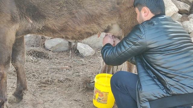 гови шиведи гусоладори фуруши номер тел 905 22 76 76. 3 января 2024 г. смотреть онлайн
