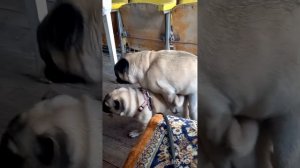 Вязка мопса