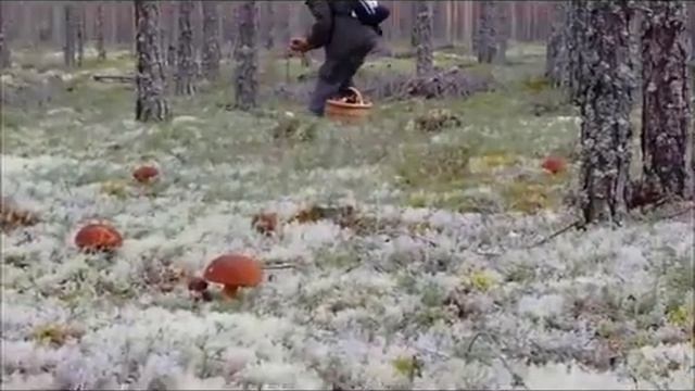 Grzybobranie w Norwegii смотреть онлайн