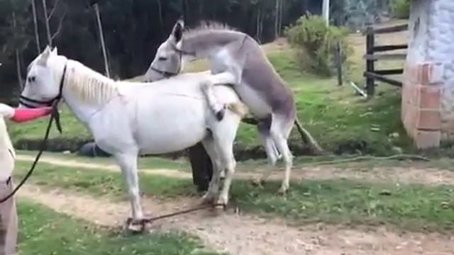 Заплідненя Осеол Коня смотреть онлайн