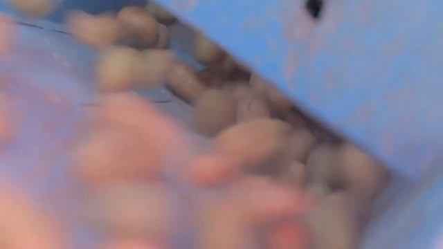 Kisan Divas 2022 | Empowering Indian Farmers to Grow & Sustain | McCain Food Service India смотреть онлайн