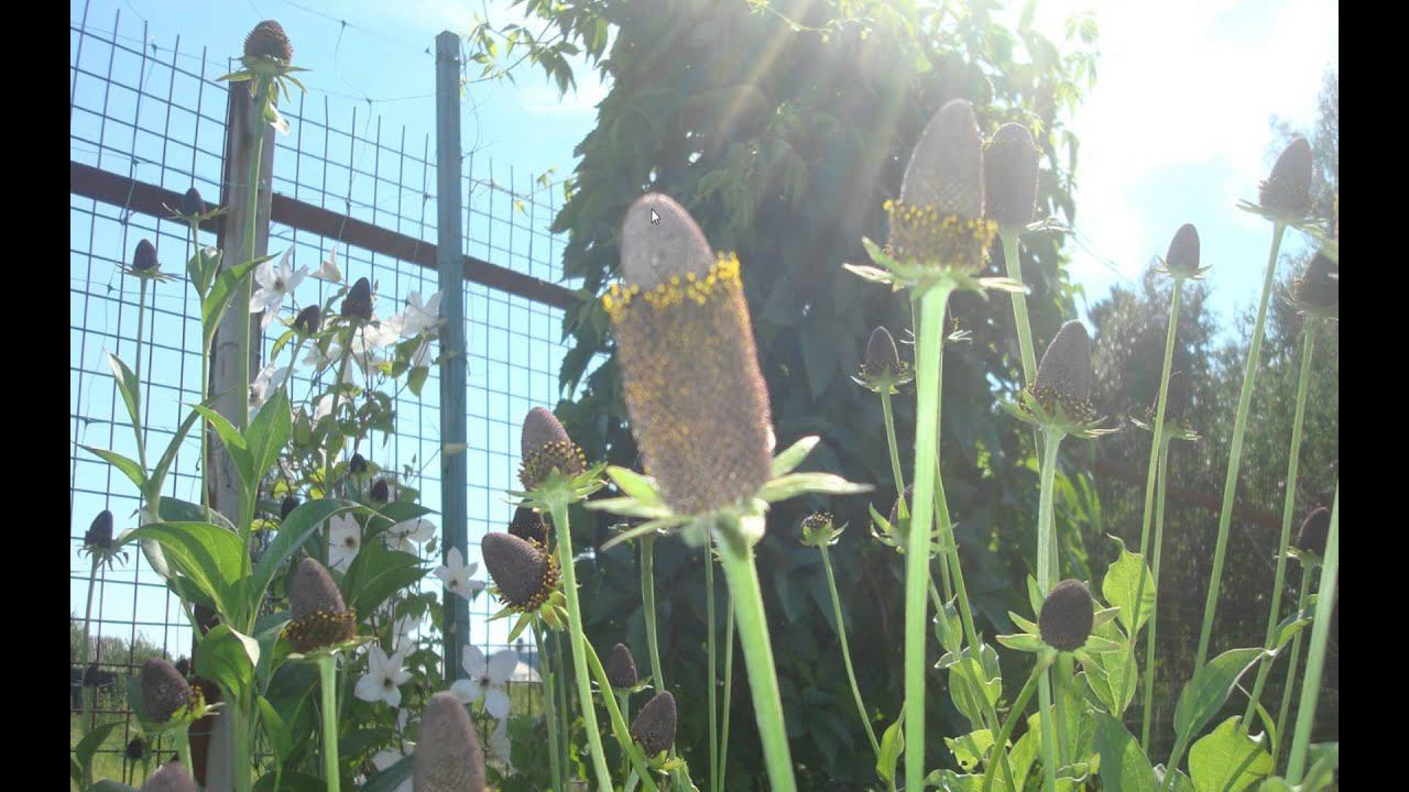 Рудбекия колдунья отзыв смотреть онлайн