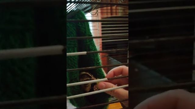Австралийский сахарный Поссум смотреть онлайн