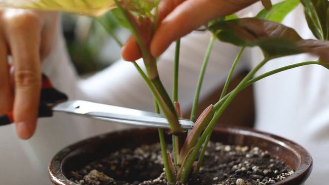 🌺КОРИСНА порада що до ФОРМУВАННЯ та РОЗМНОЖЕННЯ СИНГОНІУМІВ. Syngonium Neon #plants #українськийюту