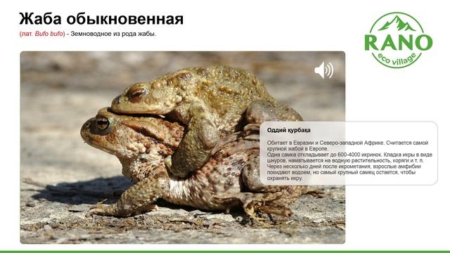 Жаба обыкновенная смотреть онлайн