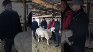 Эң кымбат сатылган кочкор