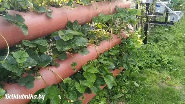 Чтобы клубника была крупная и сладкая! Belklubnika.by смотреть онлайн