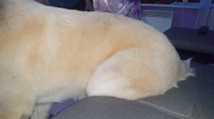 Алабай и дети