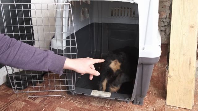 Как приучить щенка ротвейлера к вольеру, клетке и переноске смотреть онлайн