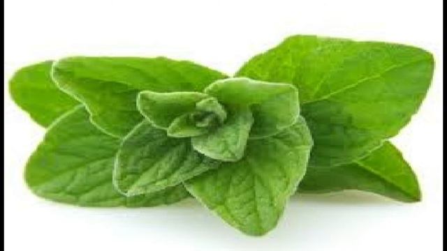 PROPIEDADES DE LA PLANTA VAPORUB MEDICINA ALTERNATIVA смотреть онлайн