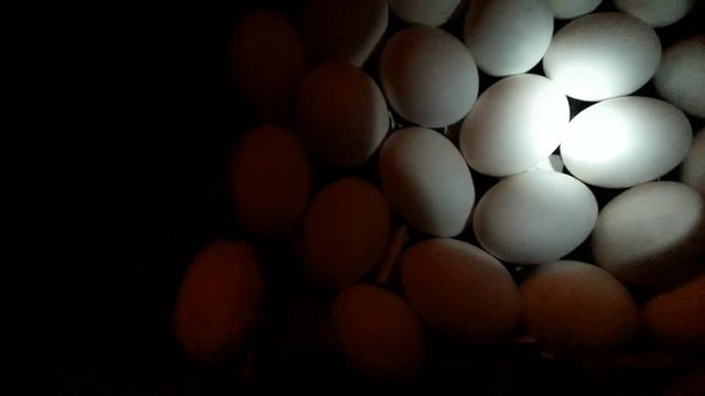 Овоскопирование утиного яйца// результаты