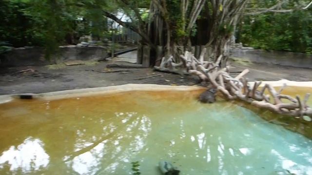 Hippopotamuses in Miami Zoo. Бегемоты в зоопарке Майами смотреть онлайн