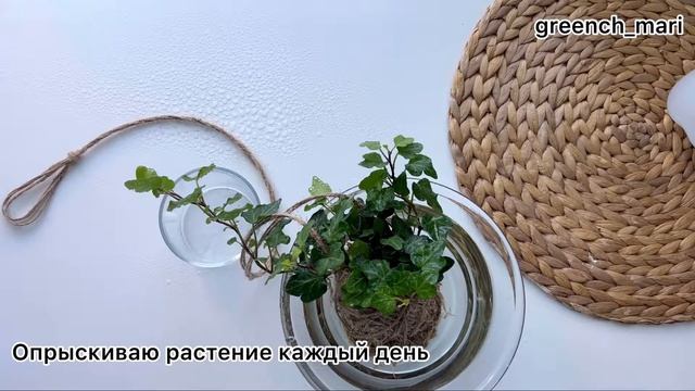 Как поливать кокедаму? Уход за кокедамой