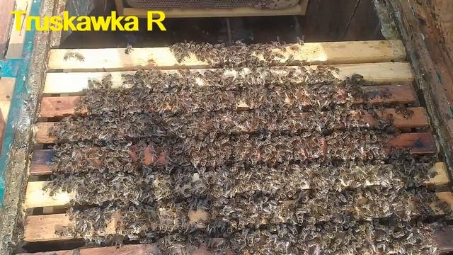 Первый осмотр пчёл весной не откладывайте. Почему, когда и что делаю неотложно. #TruskawkaR смотреть онлайн