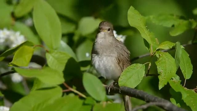 Свист соловья вдохновляет!!! смотреть онлайн