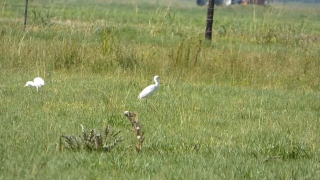 5 Birds that Conquered the United States! смотреть онлайн