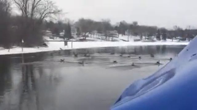Geese in flight February 15, 2016 смотреть онлайн