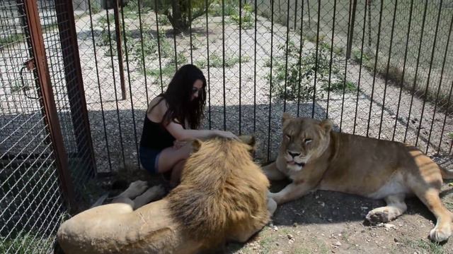 Москвички, Малыш и Клеопатра. Girls and lions смотреть онлайн