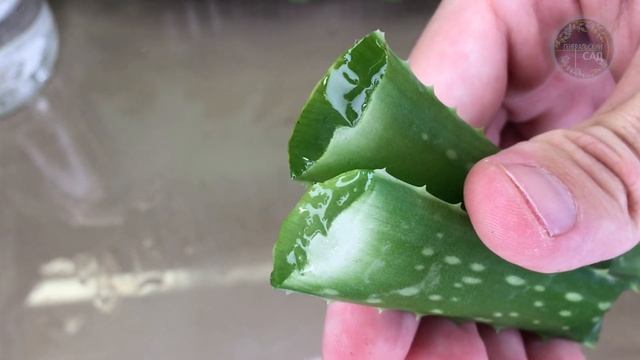 Любая Рассада Растет Толстым, Низеньким и Здоровым Крепышем! Простая Природная Подкормка! смотреть онлайн