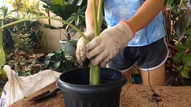 HOW TO PROPAGATE ELEPHANT EAR PLANT | GIANT TARO, ALOCASIA MACRORRHIZA | BLACK VELVET AND SYNGONIUM смотреть онлайн