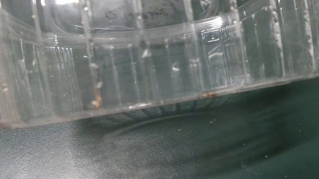 Obsoleta lindheimeri (HEMBRA) смотреть онлайн