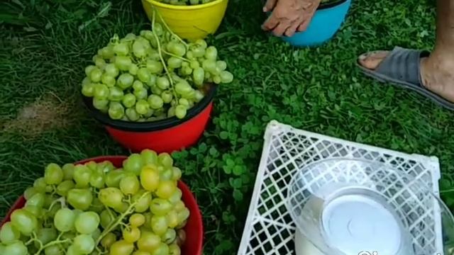 Виноград Подмосковья 31.08.21. Сбор винограда Супер Экстра, 25,8кг ягод с одного куста. Сад Копейки смотреть онлайн