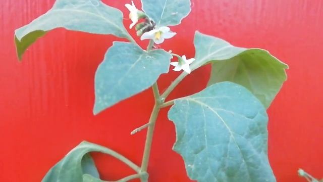 Волчьи ягоды, подскажите это они??? смотреть онлайн