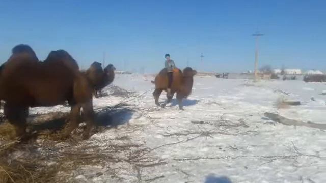 Учить верблюдов смотреть онлайн