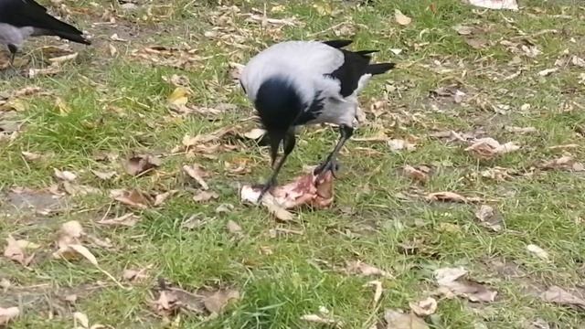 Свиное ребрышко для вороны босса \ Pig's rib for the boss crow смотреть онлайн