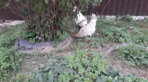 Несколько индоуток несутся в одно гнездо, что делать?