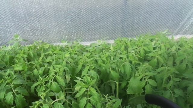 МОЖНО ЛИ ПОЛИВАТЬ ТОМАТЫ ХОЛОДНОЙ ВОДОЙ? МОЖНО! НО НЕ РЕКОМЕНДУЕТСЯ! Ольга Чернова. смотреть онлайн