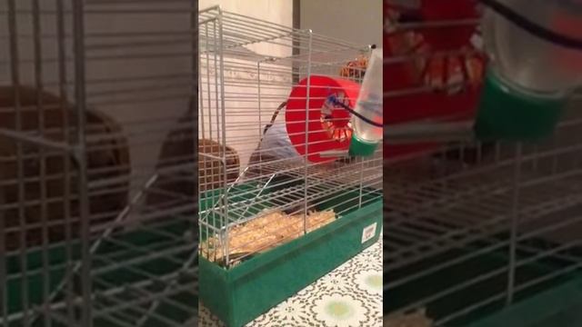 Джунгарики их уход) смотреть онлайн