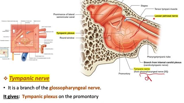 Anatomy of the Ear (Full Lecture) смотреть онлайн