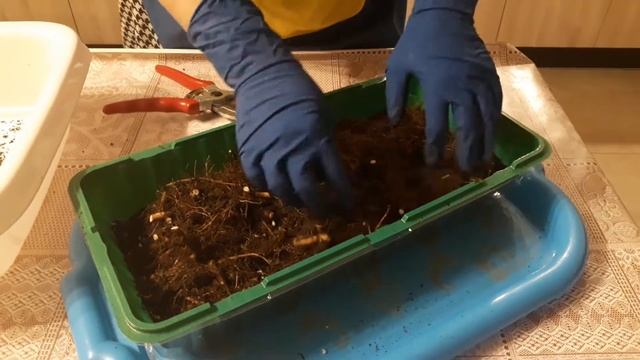 Размножение ежевики и малины часть 1 смотреть онлайн