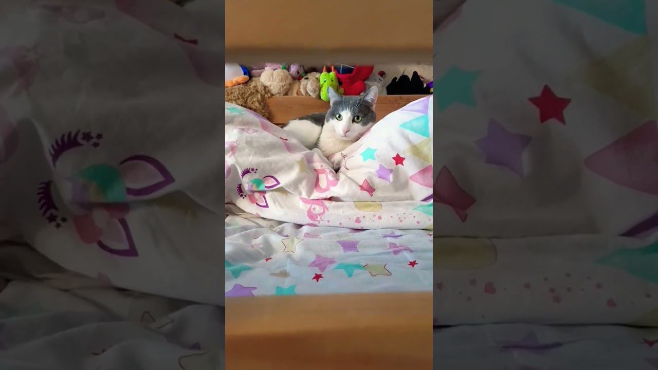Теперь это моя кровать#кот #мурзик #питомец #лайк #котики #кровать #моя смотреть онлайн