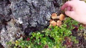 Карелия. Грибы, ягоды устали собирать. в Карелии. Нашествие  ягод и грибов!