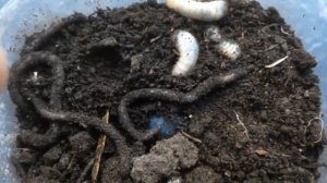 Личинка Бронзовки,Жук бронзовка,Как отличить Майского жука от Бронзовки