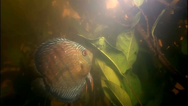 Биотоп - Дискус смотреть онлайн