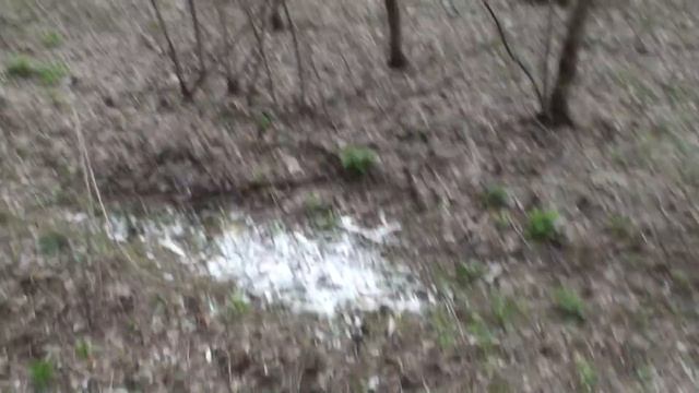 Готовим противоглистовую подкормку для птиц. смотреть онлайн