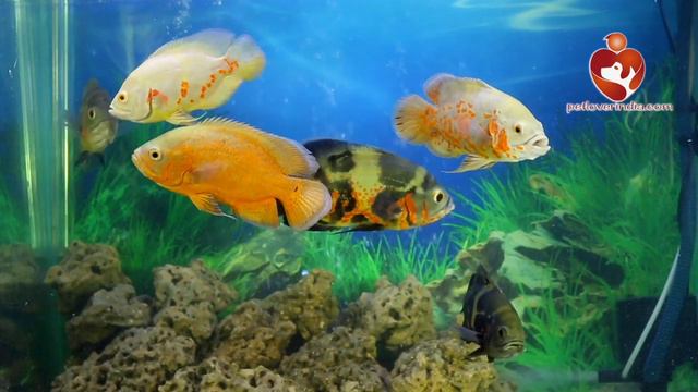 oscar fish || petloverindia.com || Fish Paradise. смотреть онлайн