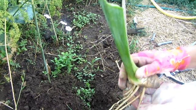Пересадка и деление ирисов смотреть онлайн