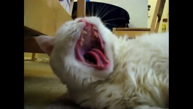 Смешные Зевающие Коты смотреть онлайн