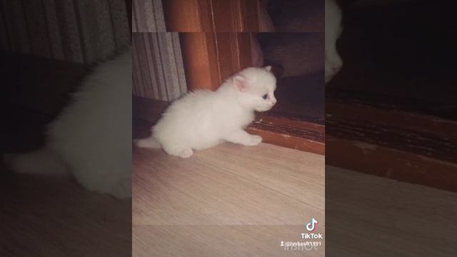 Пирожок / старичок/ кот/ ангорский