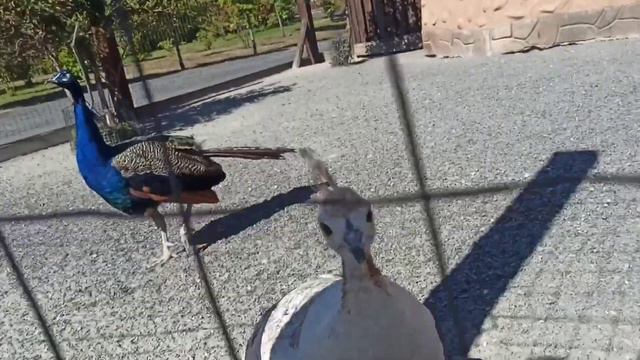 24 часа в зоопарке челлендж. Крутая поездка в зоопарк смотреть онлайн